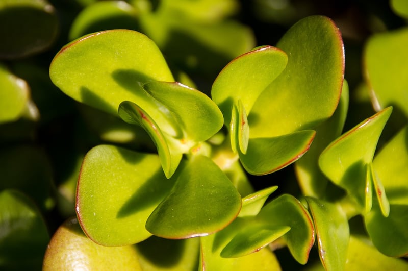 Jade Plant Succulent
